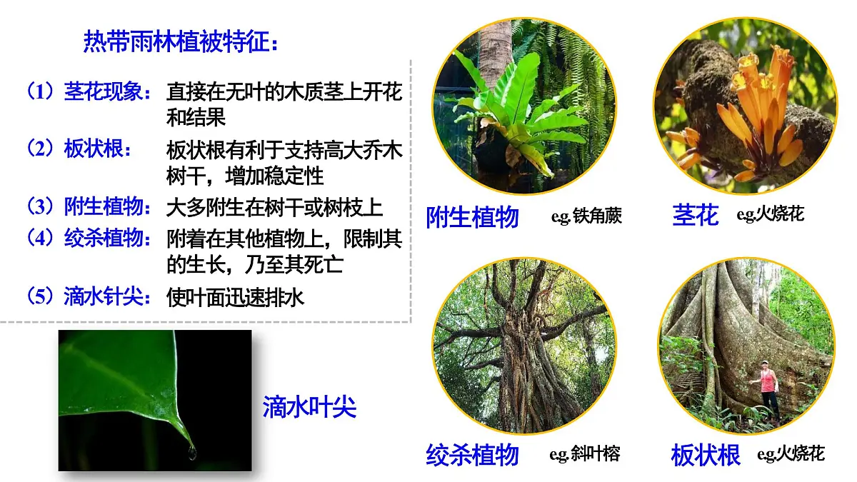 高考地理一轮复习课件:植被第8页