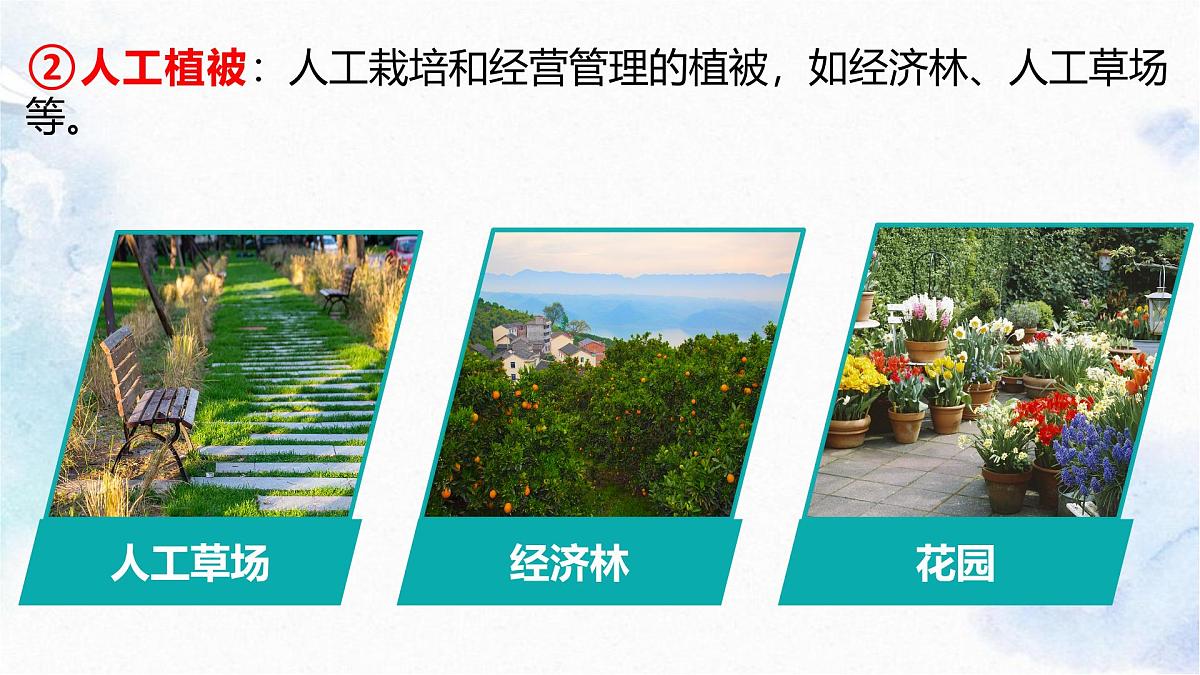 人教版 2019 高中地理必修一5.1 植被课件 PPT第8页
