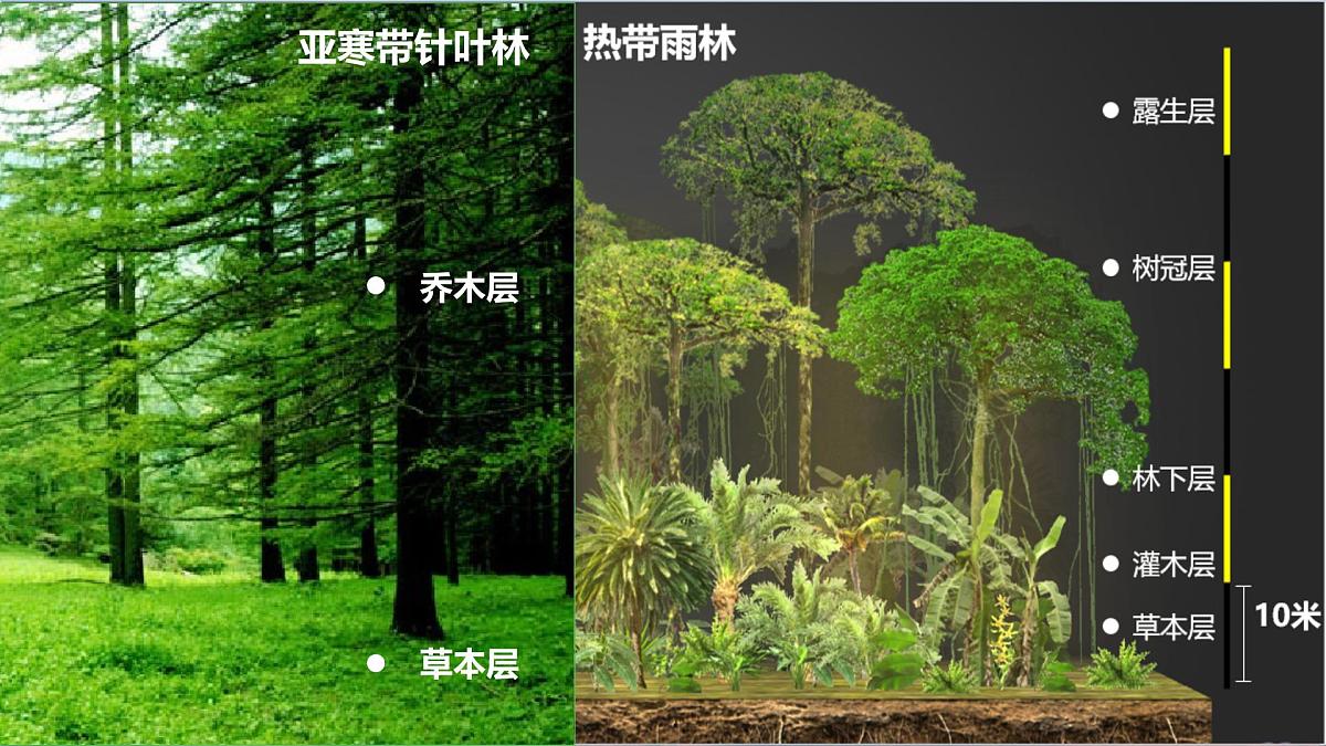 人教版(2019)高一地理必修一全册5.1《植被》(课件)第8页