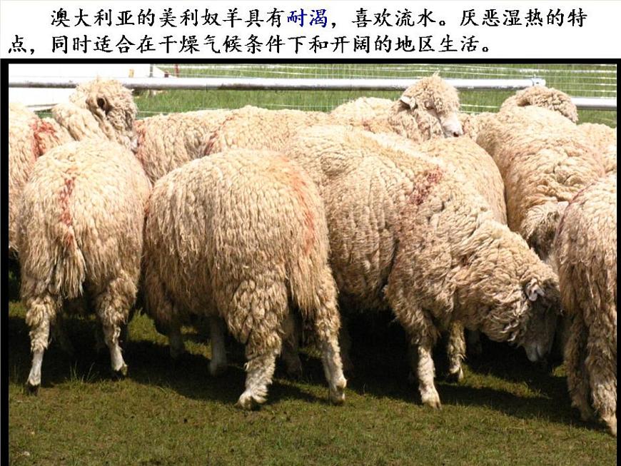 高中地理 3.1農(nóng)業(yè)地域的形成課件2 新人教版必修2第6頁(yè)