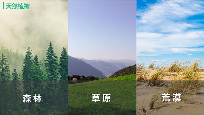 2019-2020学年【新教材】人教版高中地理必修1课件:5.1 植被((共32张PPT)06