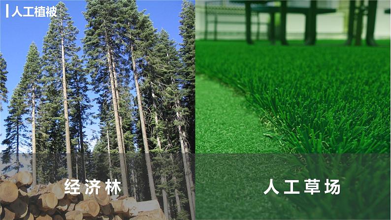 2019-2020学年【新教材】人教版高中地理必修1课件:5.1 植被((共32张PPT)07