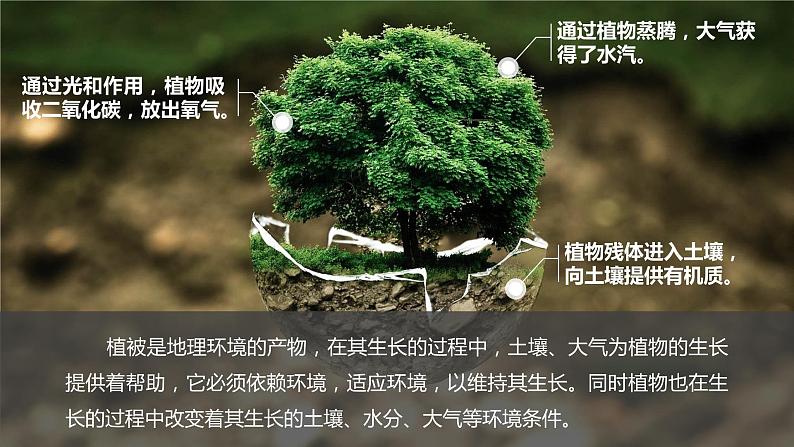 2019-2020学年【新教材】人教版高中地理必修1课件:5.1 植被((共32张PPT)08