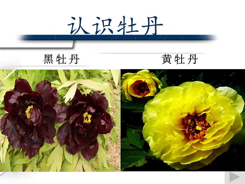 人教版高中美术选修:绘画 第二课 中国画的艺术境界和艺术语言(6) 课件第4页