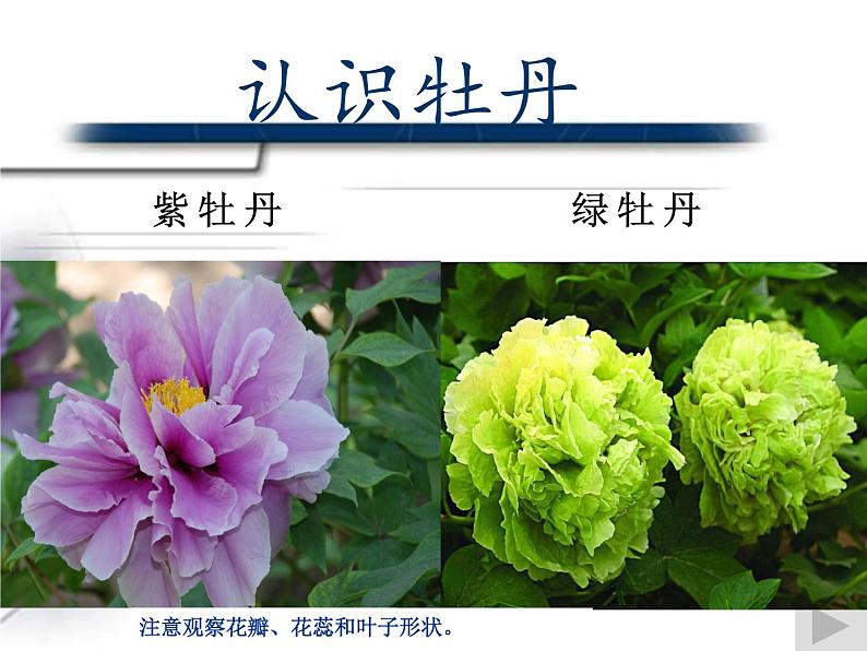 人教版高中美术选修:绘画 第二课 中国画的艺术境界和艺术语言(6) 课件第5页
