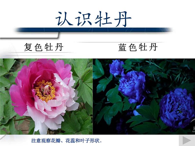 人教版高中美术选修:绘画 第二课 中国画的艺术境界和艺术语言(6) 课件第6页