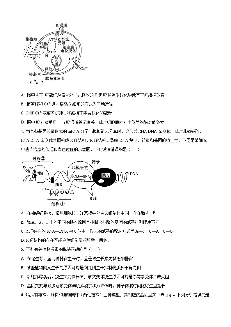 精品解析:2024届四川省绵阳东辰高级中学高三下学期模拟考试(二)理综生物试题(原卷版)第2页