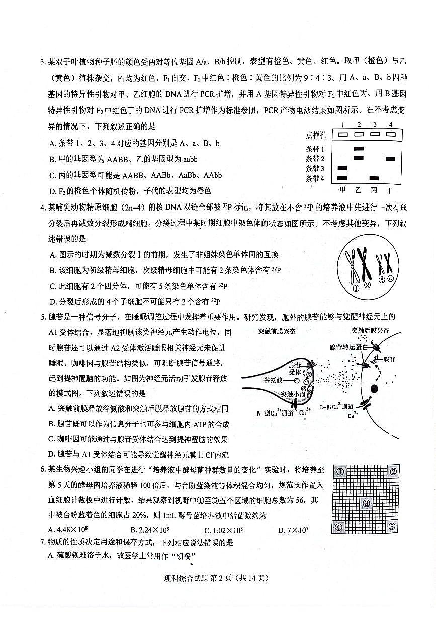 河南省名校聯(lián)盟2023-2024學(xué)年高三下學(xué)期3月教學(xué)質(zhì)量檢測(cè)試題 理綜 PDF版含解析第2頁(yè)