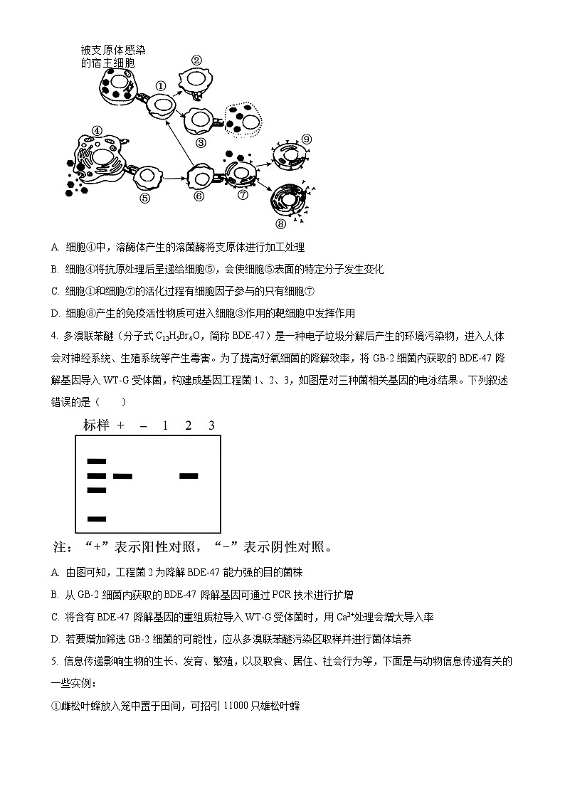 2024届河南省三门峡部分名校高三下学期模拟考试理科综合试题-高中生物(原卷版)第2页