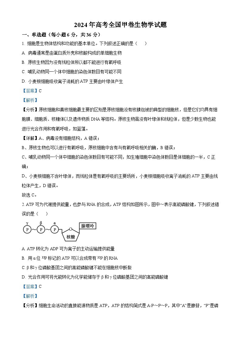 2024年高考真题：全国甲卷理综生物高考试卷试卷（解析版）