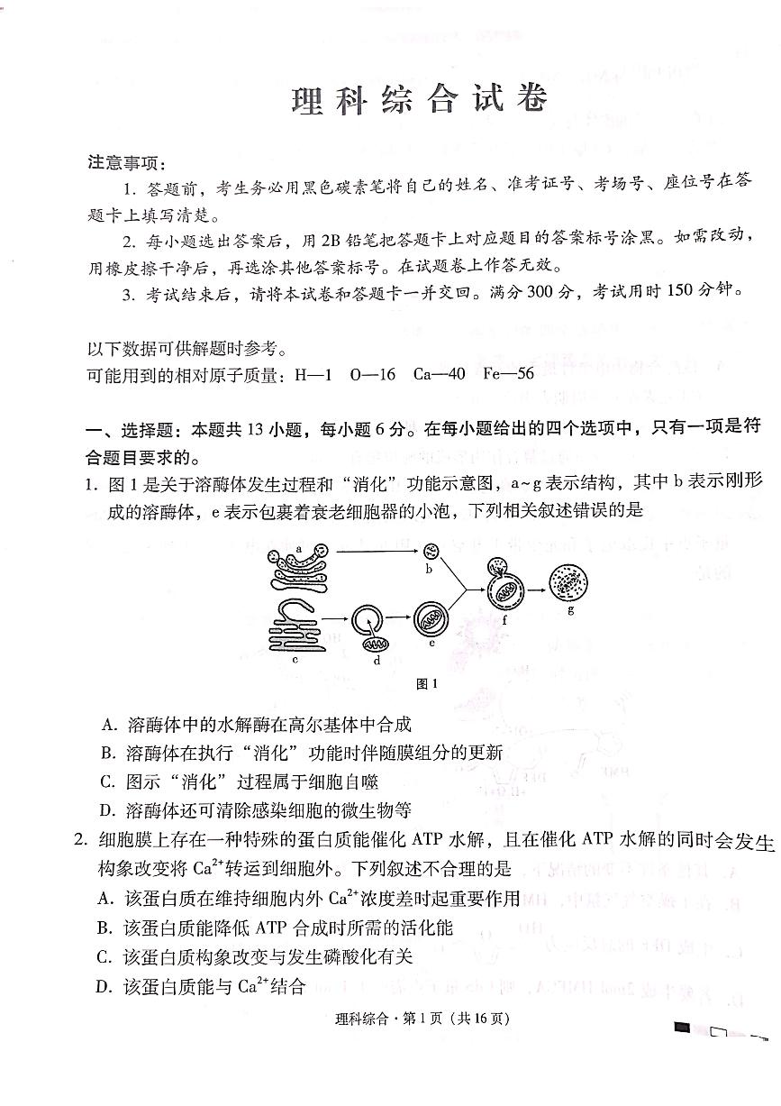 云南师大附中2024届高三第十次月考理科综合试卷附答案