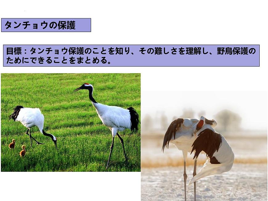 第8課 タンチョウの保護 課件-2022-2023學(xué)年高中日語人教版選擇性必修第一冊第5頁