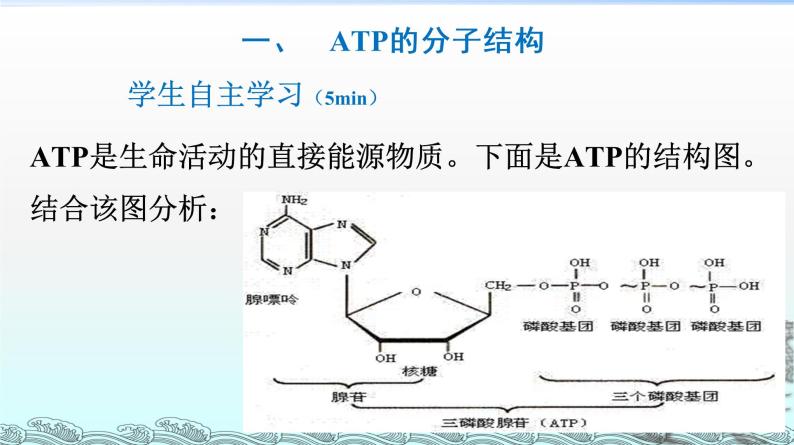 细胞的能量通货-ATPPPT课件免费下载04