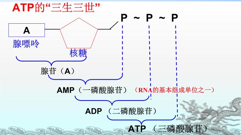 细胞的能量通货-ATPPPT课件免费下载07