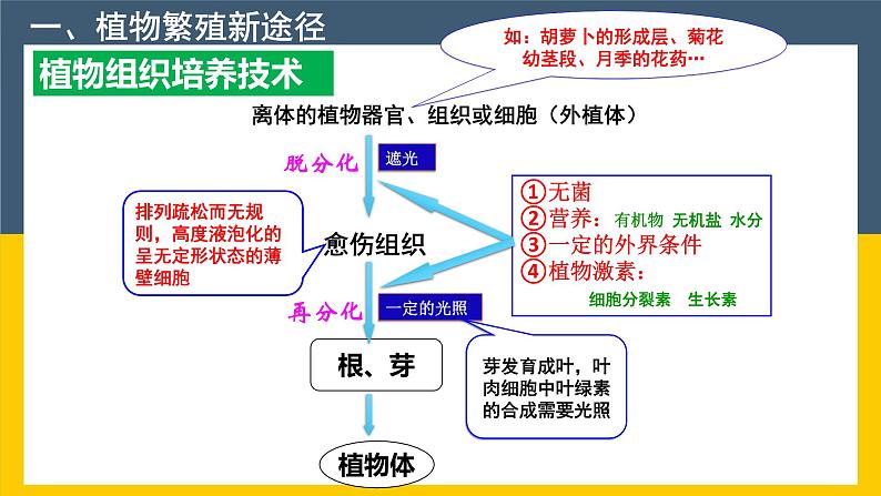 选修三2.1.2 植物细胞工程的实际应用 课件(共33张PPT)第2页