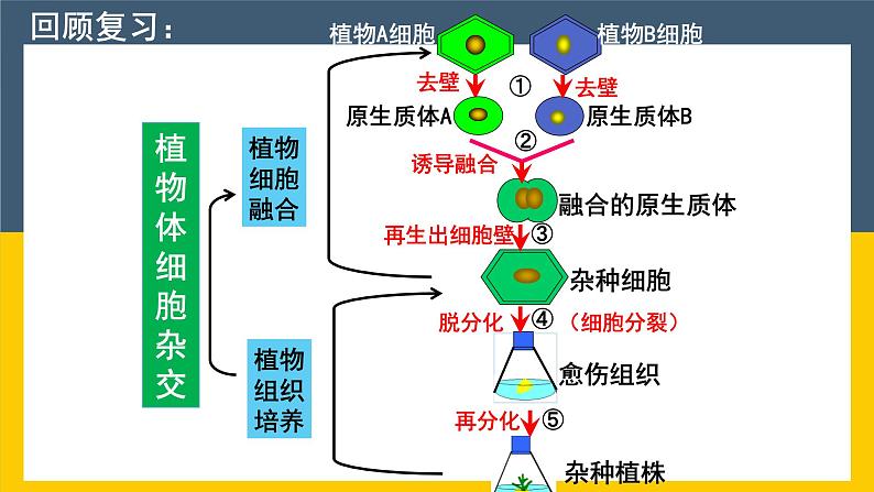 选修三2.1.2 植物细胞工程的实际应用 课件(共33张PPT)第3页