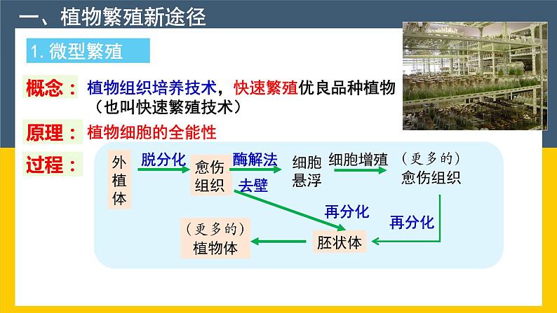 选修三2.1.2 植物细胞工程的实际应用 课件(共33张PPT)第5页