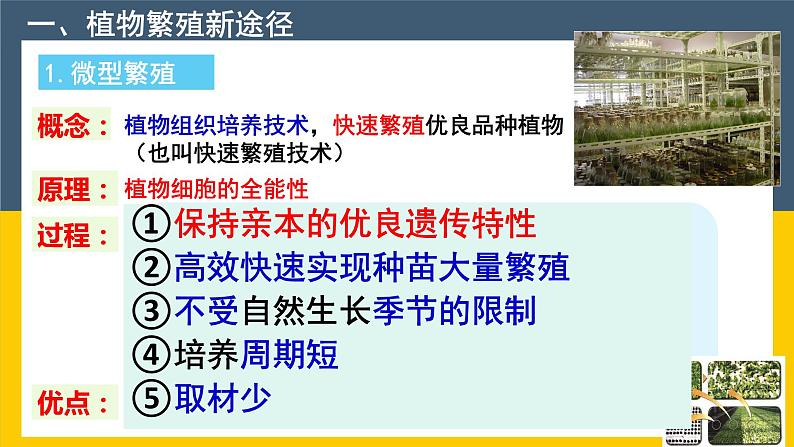 选修三2.1.2 植物细胞工程的实际应用 课件(共33张PPT)第6页
