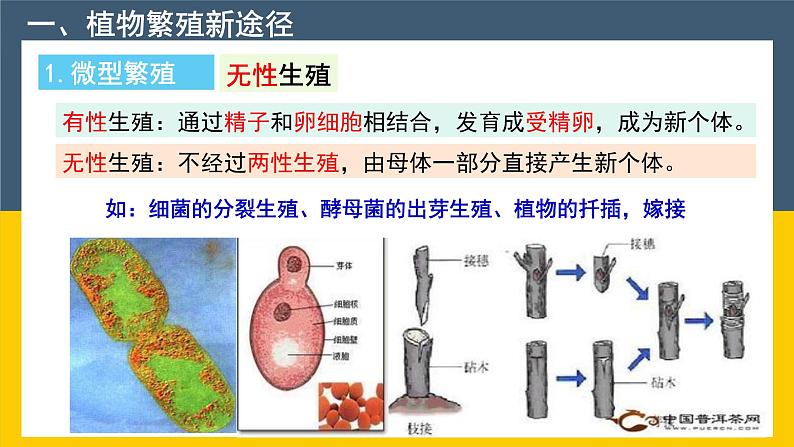 选修三2.1.2 植物细胞工程的实际应用 课件(共33张PPT)第7页