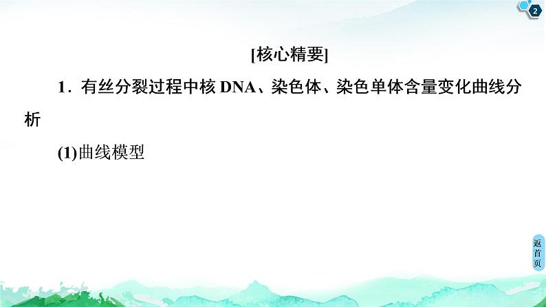 第4章 素能提升课 与有丝分裂有关的图像分析与应用 课件【新教材】浙科版(2019)高中生物必修一第2页