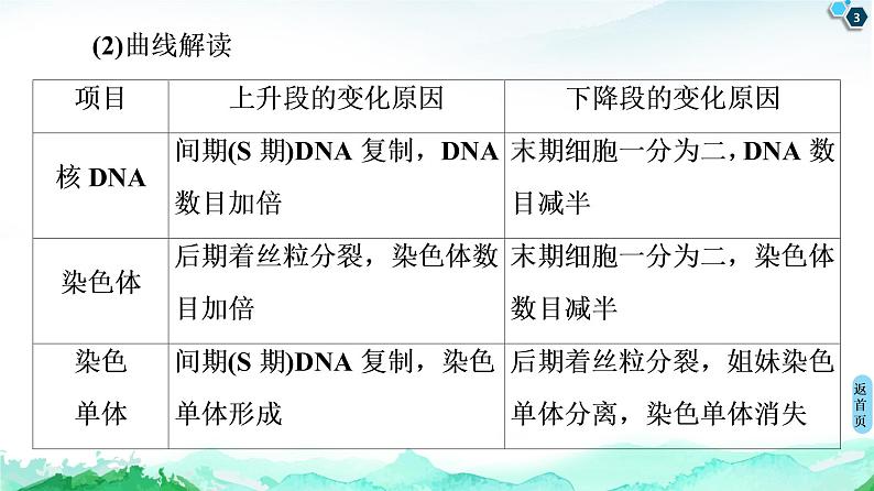 第4章 素能提升课 与有丝分裂有关的图像分析与应用 课件【新教材】浙科版(2019)高中生物必修一第3页