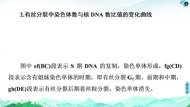 第4章 素能提升课 与有丝分裂有关的图像分析与应用 课件【新教材】浙科版(2019)高中生物必修一第4页