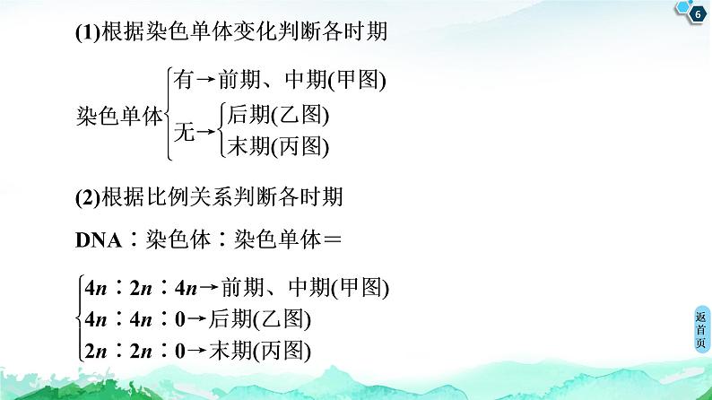 第4章 素能提升课 与有丝分裂有关的图像分析与应用 课件【新教材】浙科版(2019)高中生物必修一第6页