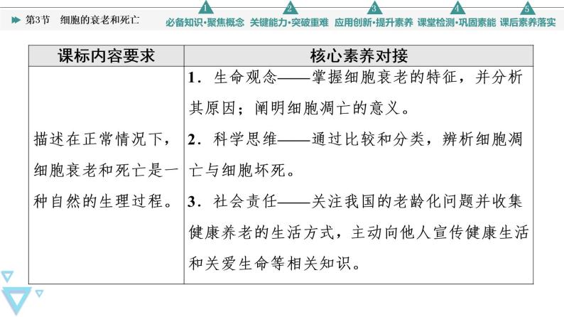 第6章 第3节　细胞的衰老和死亡 课件【新教材】人教版（2019）高一生物必修一02