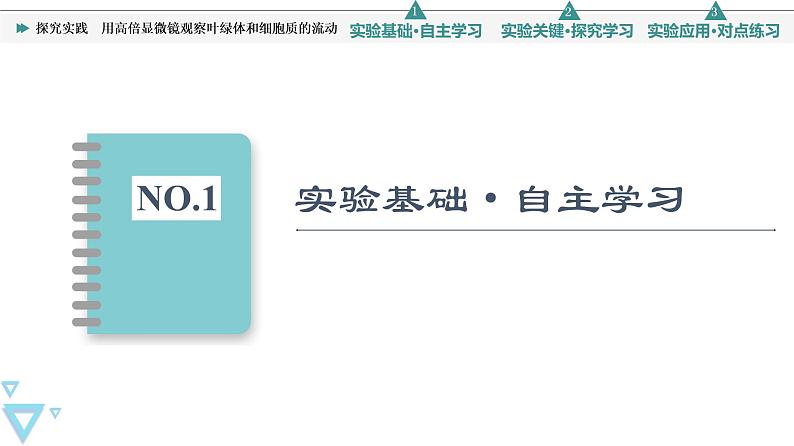 第3章 探究实践 用高倍显微镜观察叶绿体和细胞质的流动 课件【新教材】人教版(2019)高一生物必修一02