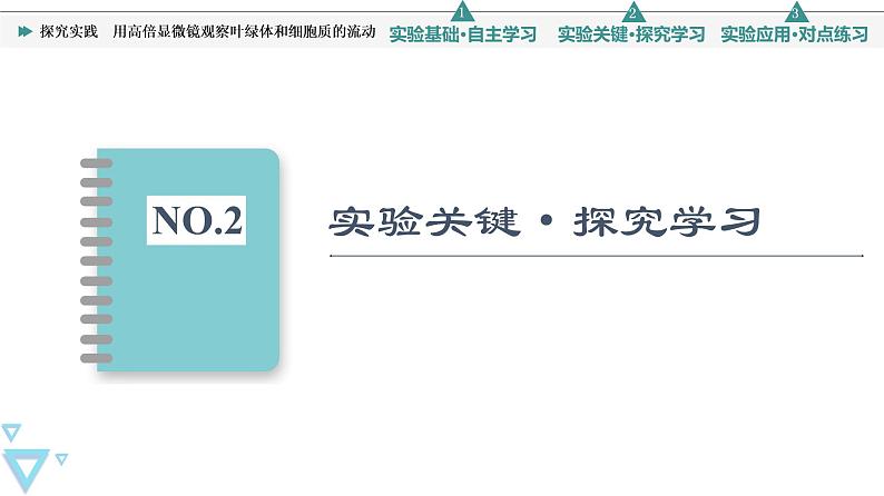 第3章 探究实践 用高倍显微镜观察叶绿体和细胞质的流动 课件【新教材】人教版(2019)高一生物必修一06