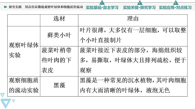 第3章 探究实践 用高倍显微镜观察叶绿体和细胞质的流动 课件【新教材】人教版(2019)高一生物必修一07