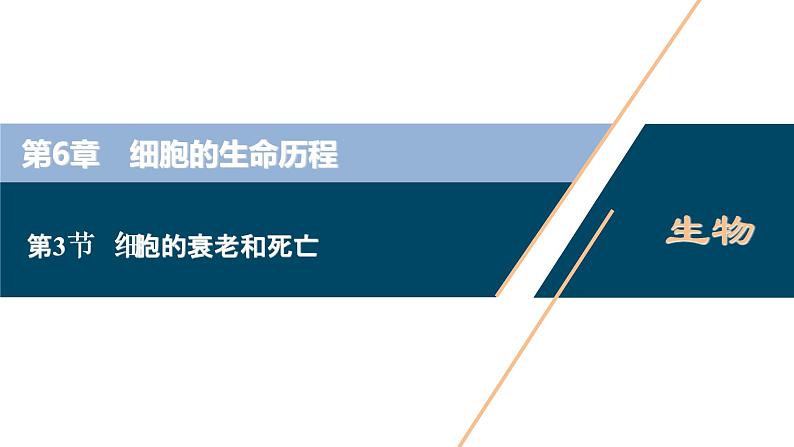 第6章第3节 细胞的衰老和死亡--(新教材)2021年人教版(2019)高中生物必修1课件01