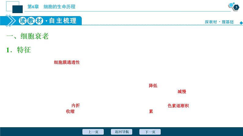 第6章第3节 细胞的衰老和死亡--(新教材)2021年人教版(2019)高中生物必修1课件04