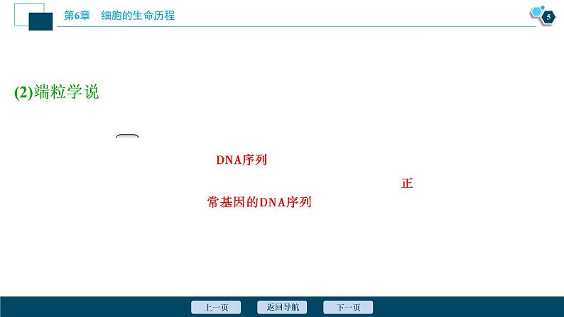 第6章第3节 细胞的衰老和死亡--(新教材)2021年人教版(2019)高中生物必修1课件06