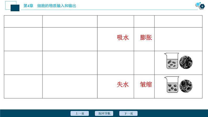 第4章第1节 被动运输--(新教材)2021年人教版(2019)高中生物必修1课件第7页