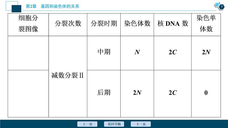 第2章第1节 一 减数分裂(Ⅱ)(加强提升课)--(新教材)2021年人教版(2019)高中生物必修2课件第8页
