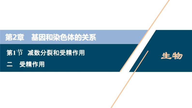 第2章第1节   二　受精作用--（新教材）2021年人教版（2019）高中生物必修2课件01