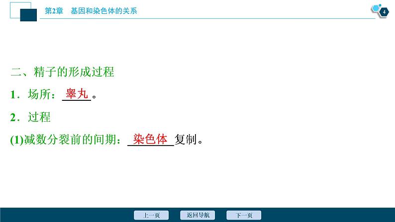 第2章第1节 一 减数分裂(Ⅰ)--(新教材)2021年人教版(2019)高中生物必修2课件05