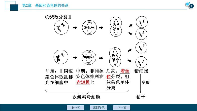 第2章第1节 一 减数分裂(Ⅰ)--(新教材)2021年人教版(2019)高中生物必修2课件07