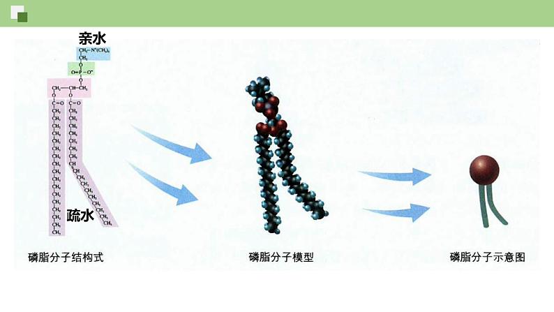 2.1.1 质膜的结构和功能--2021-2022学年新教材北师大版高中生物必修1课件+导学案+教学设计+练习06