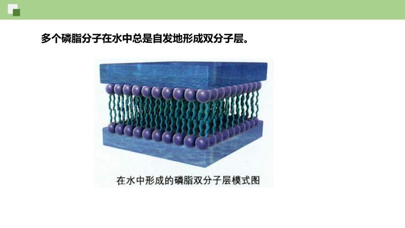 2.1.1 质膜的结构和功能--2021-2022学年新教材北师大版高中生物必修1课件+导学案+教学设计+练习07