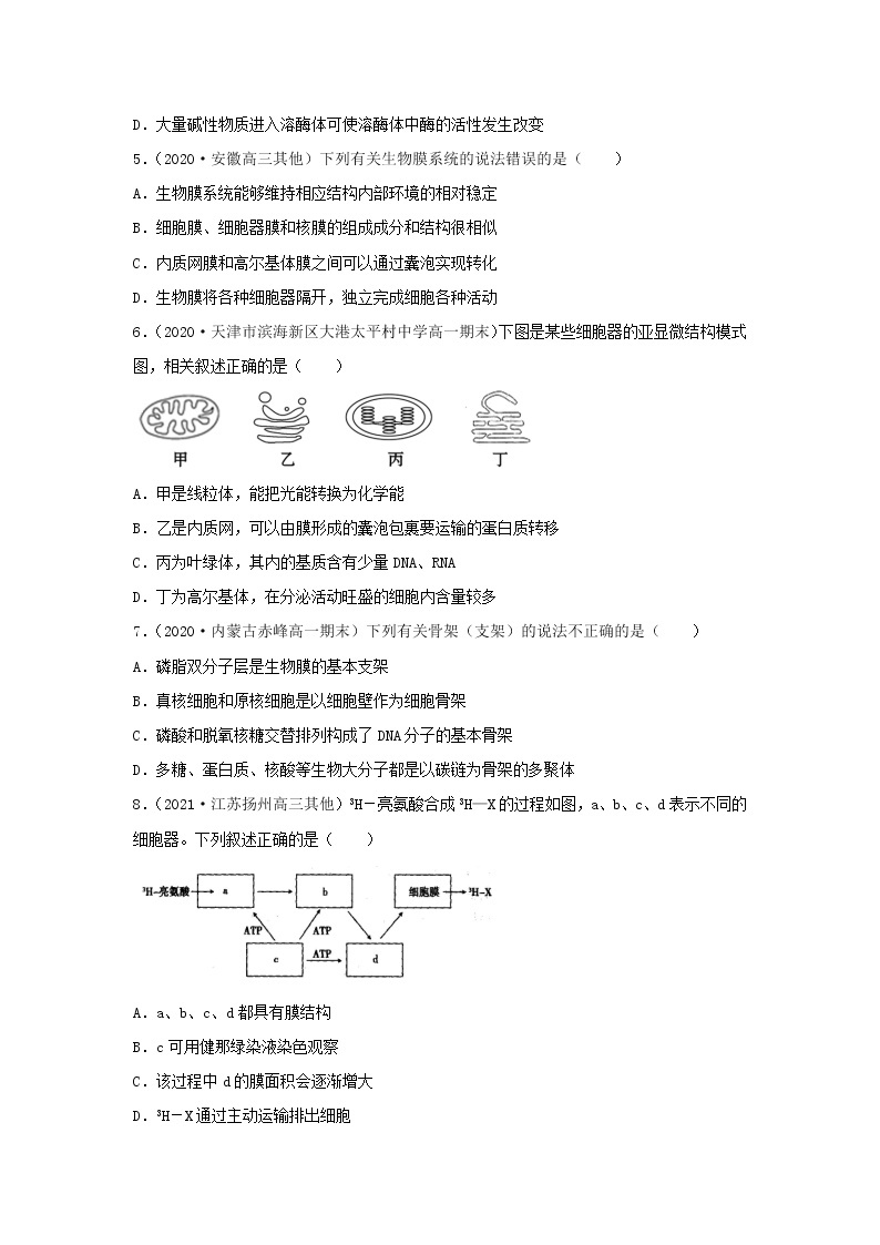 2.2 细胞质--2021-2022学年新教材北师大版高中生物必修1课件+导学案+教学设计+练习02