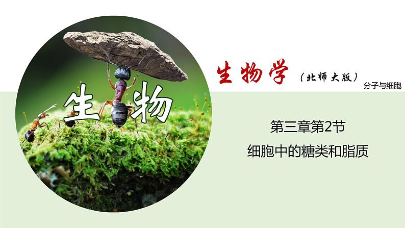 3.2 细胞中的糖类和脂质(课件)--2021-2022学年新教材北师大版高中生物必修1第1页