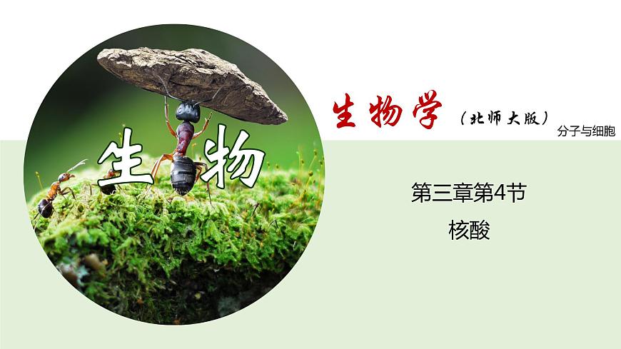 3.4 核酸（課件）--2021-2022學(xué)年新教材北師大版高中生物必修1第1頁(yè)