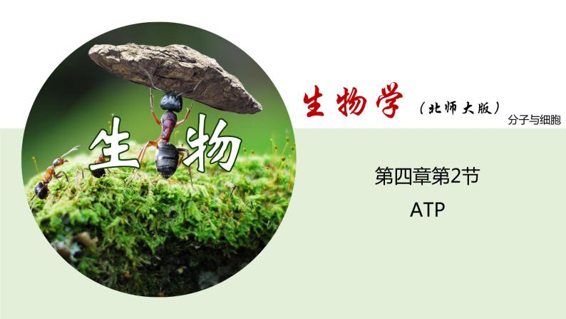 4.2 ATP--2021-2022学年新教材北师大版高中生物必修1课件+导学案+教学设计+练习01