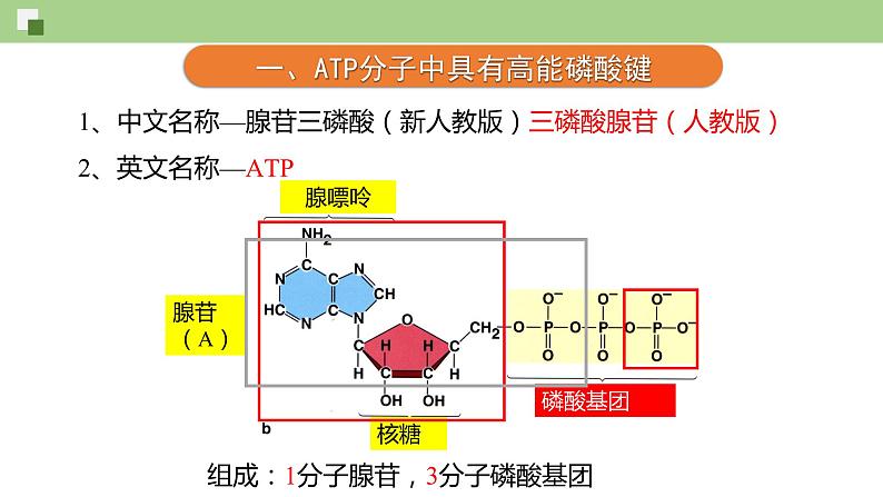 4.2 ATP--2021-2022学年新教材北师大版高中生物必修1课件+导学案+教学设计+练习05