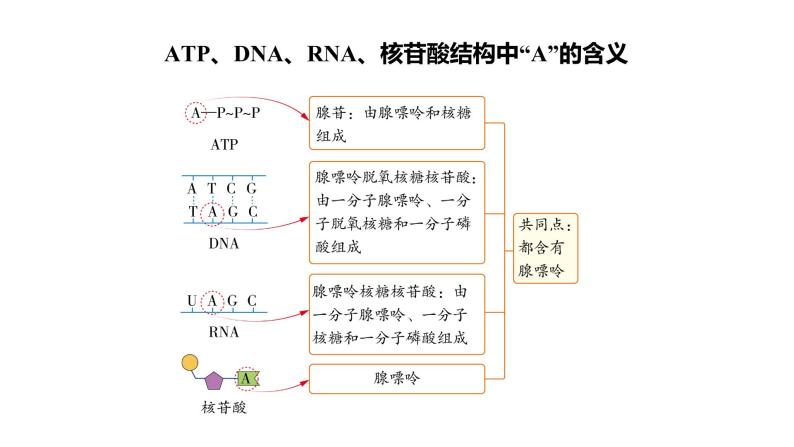 4.2 ATP--2021-2022学年新教材北师大版高中生物必修1课件+导学案+教学设计+练习07