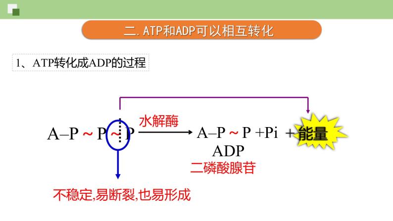 4.2 ATP--2021-2022学年新教材北师大版高中生物必修1课件+导学案+教学设计+练习08