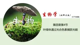 4.4.1 葉綠體通過光合色素捕獲光能--2021-2022學(xué)年新教材北師大版高中生物必修1課件+導(dǎo)學(xué)案+教學(xué)設(shè)計+練習(xí)