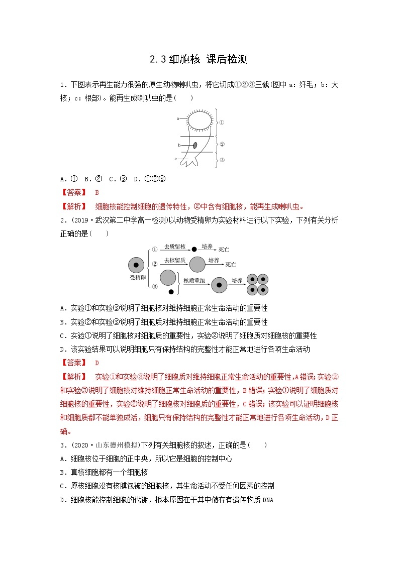 细胞核PPT课件免费下载01